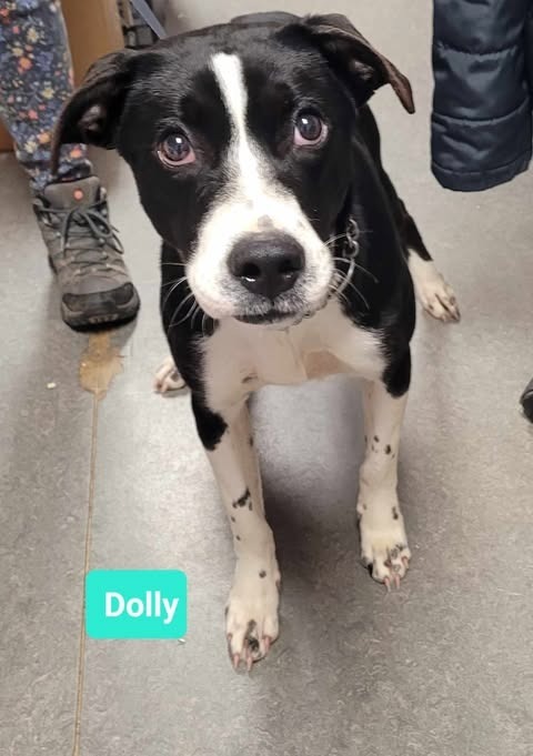 Dolly-Sponsored