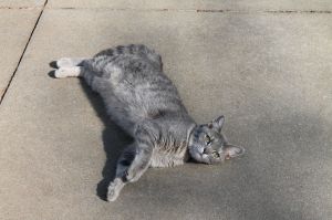 Destiny, Adult Female unknown