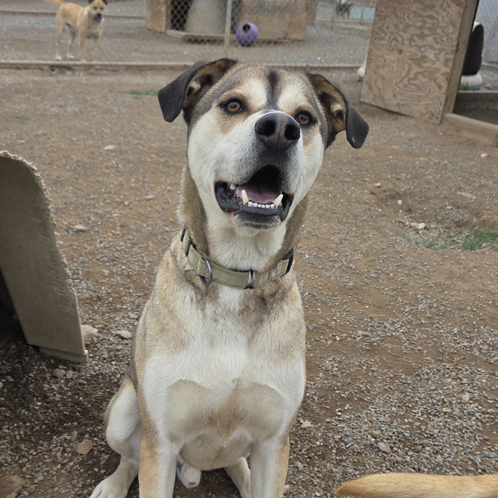 Joey, an adoptable Hound, Great Dane in Yreka, CA, 96097 | Photo Image 1