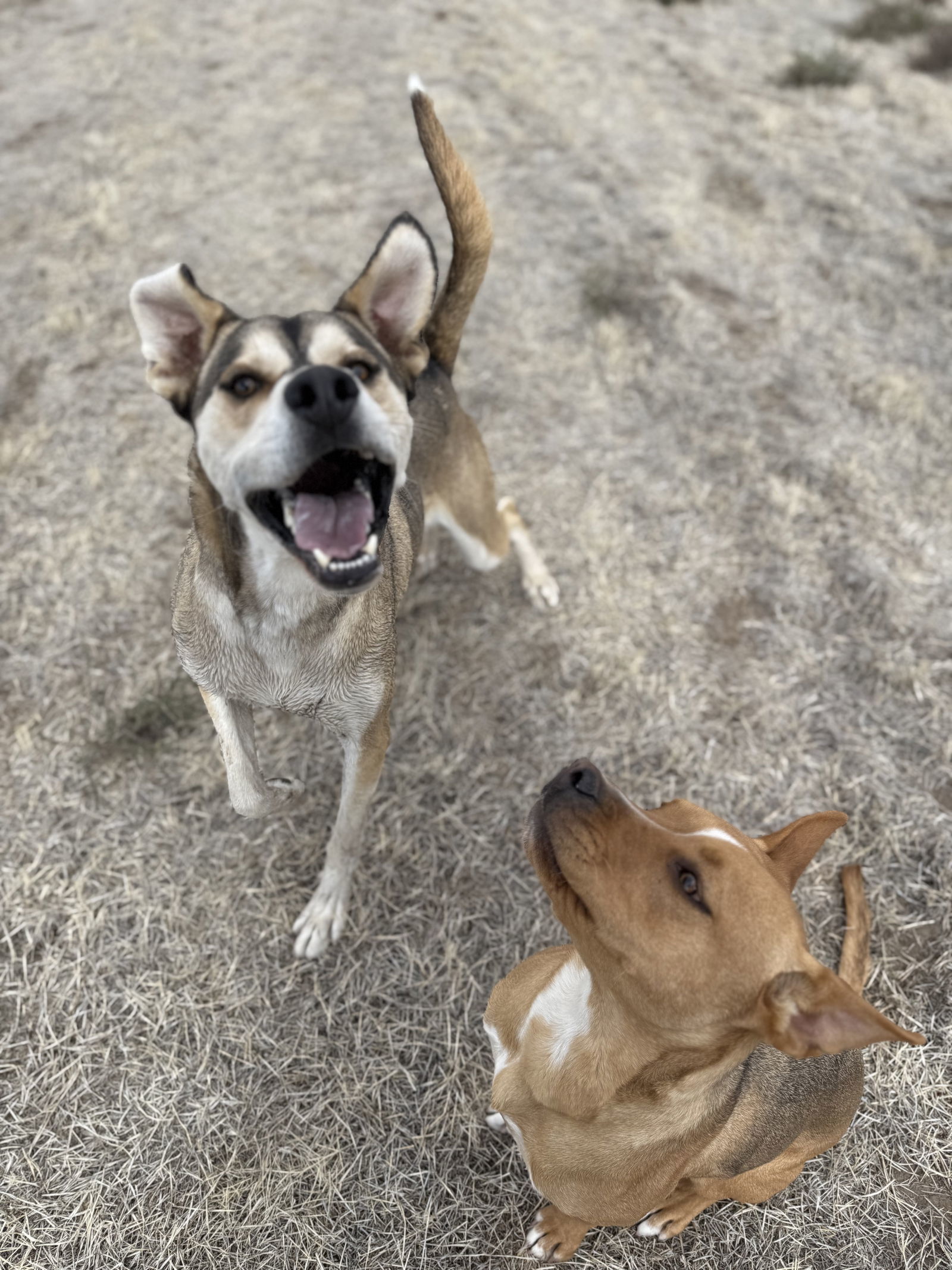 Joey, an adoptable Hound, Great Dane in Yreka, CA, 96097 | Photo Image 2