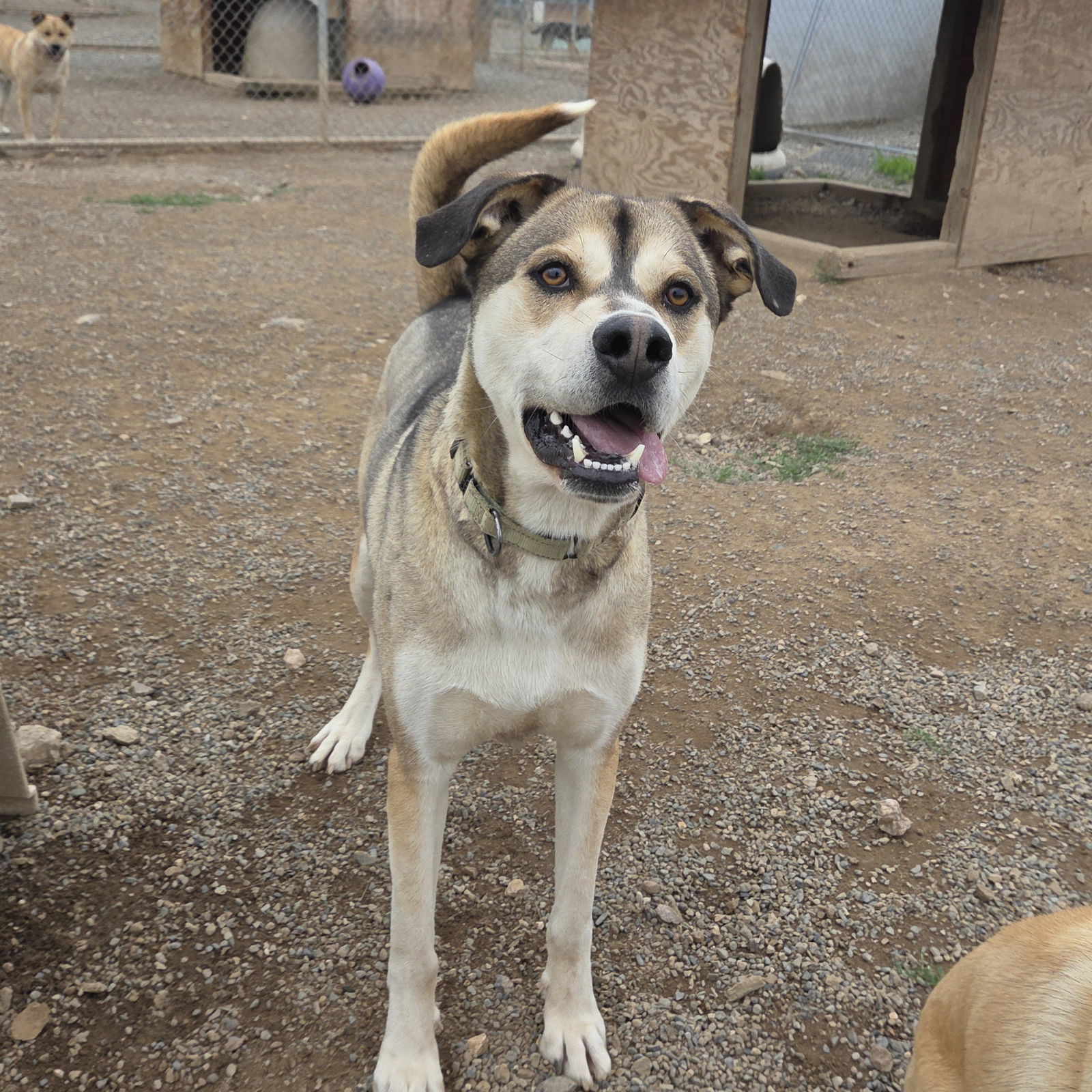 Joey, an adoptable Hound, Great Dane in Yreka, CA, 96097 | Photo Image 3