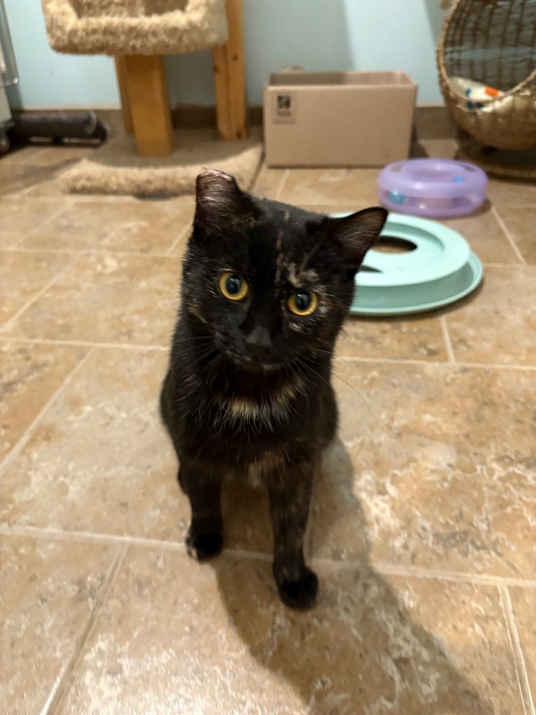 Francis, an adoptable Domestic Short Hair in Ashland, WI, 54806 | Photo Image 1