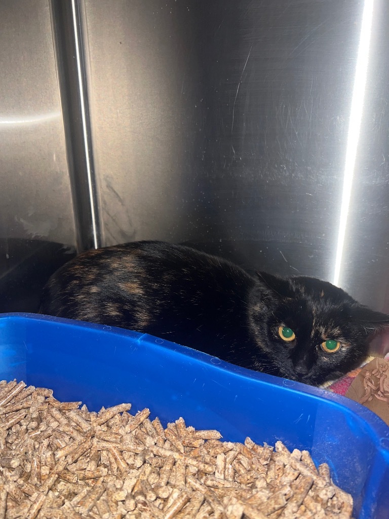 Francis, an adoptable Domestic Short Hair in Ashland, WI, 54806 | Photo Image 2