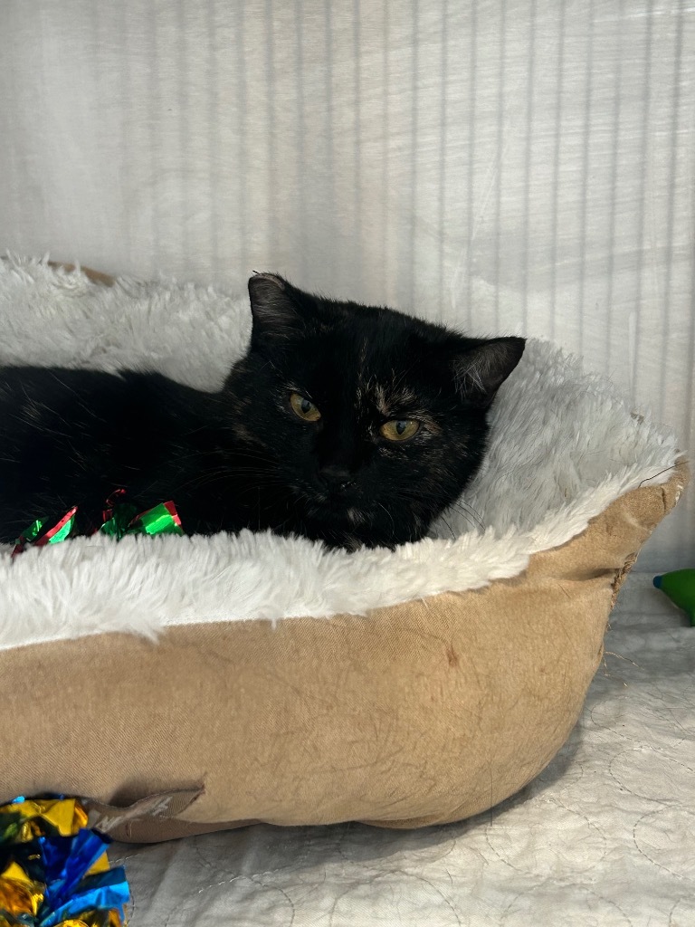Francis, an adoptable Domestic Short Hair in Ashland, WI, 54806 | Photo Image 3