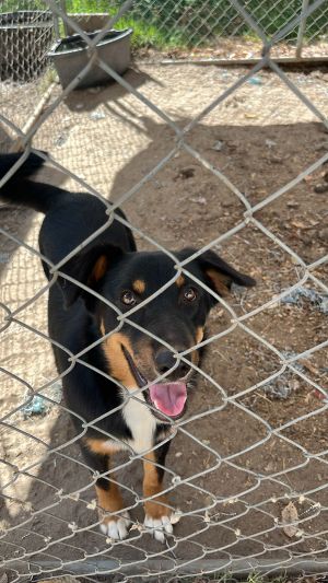 Howler, Young Male Australian Shepherd