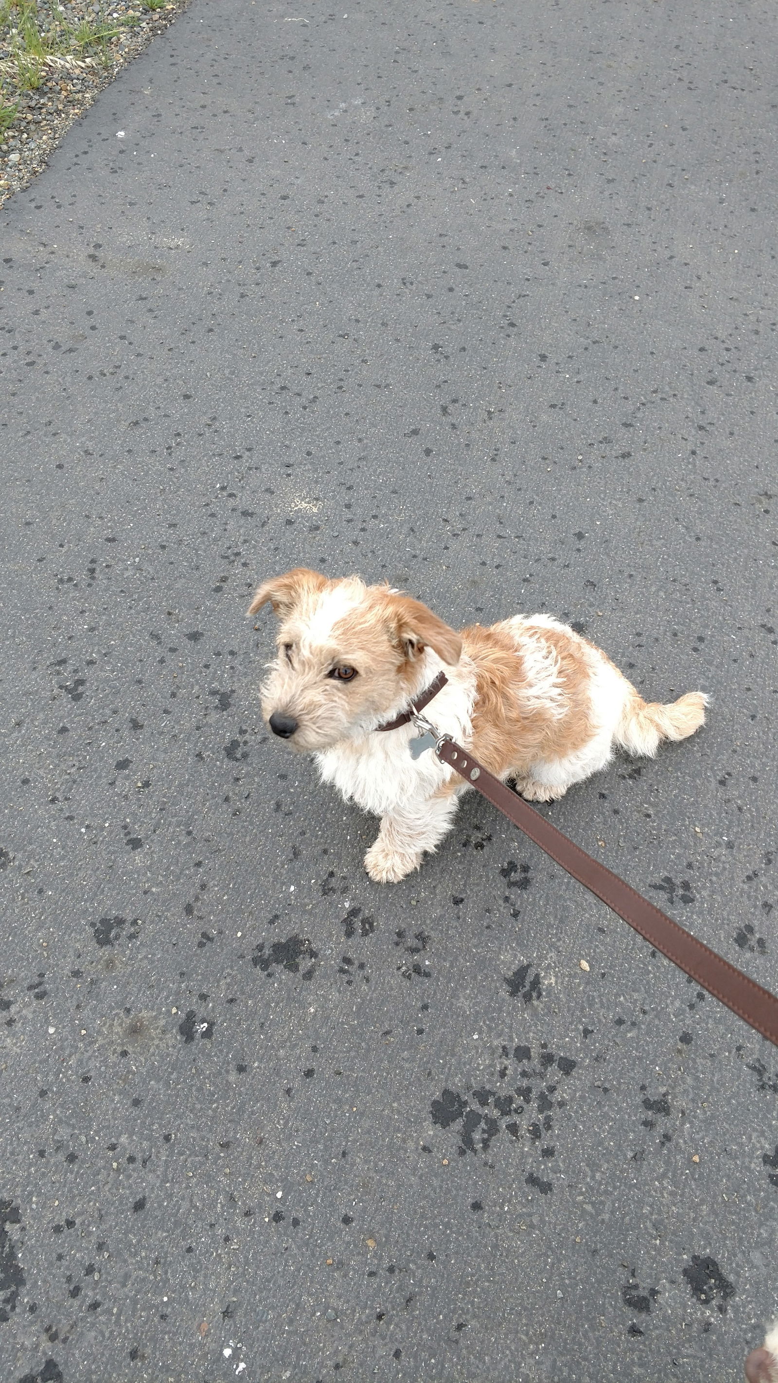 Chewy