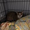 Cruise photo 1