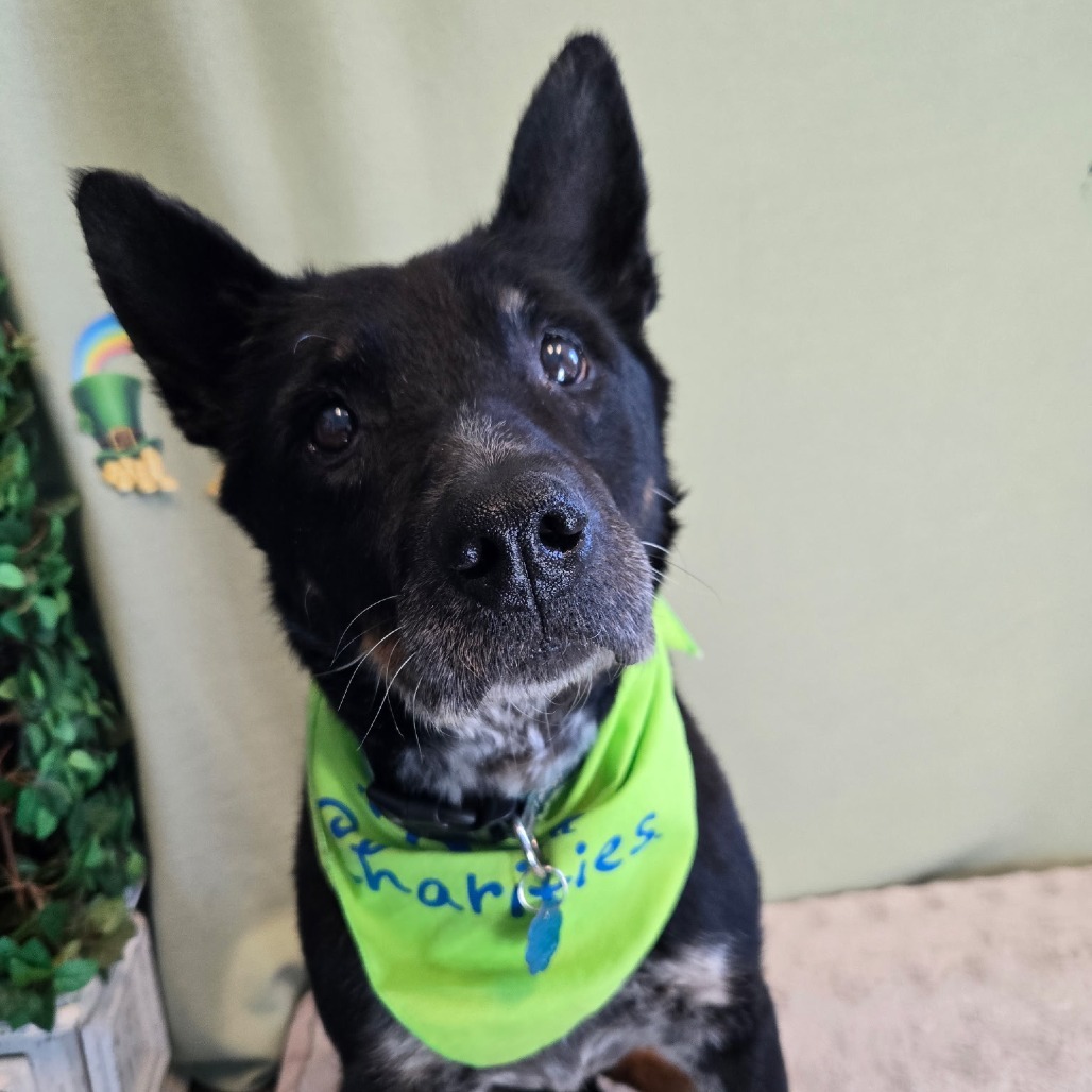 Buffalo, an adoptable Australian Cattle Dog / Blue Heeler, Mixed Breed in Show Low, AZ, 85901 | Photo Image 1