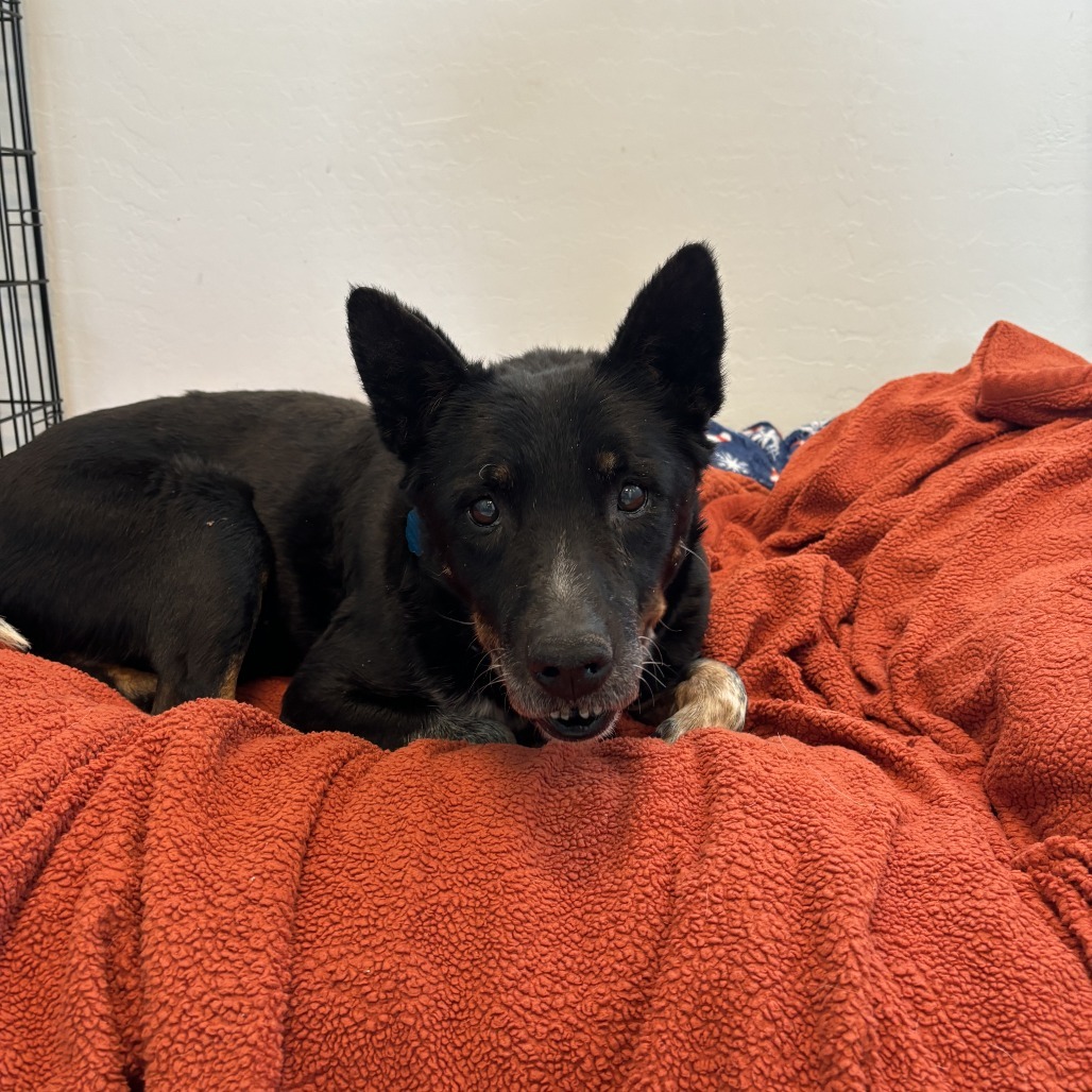 Buffalo, an adoptable Australian Cattle Dog / Blue Heeler, Mixed Breed in Show Low, AZ, 85901 | Photo Image 2