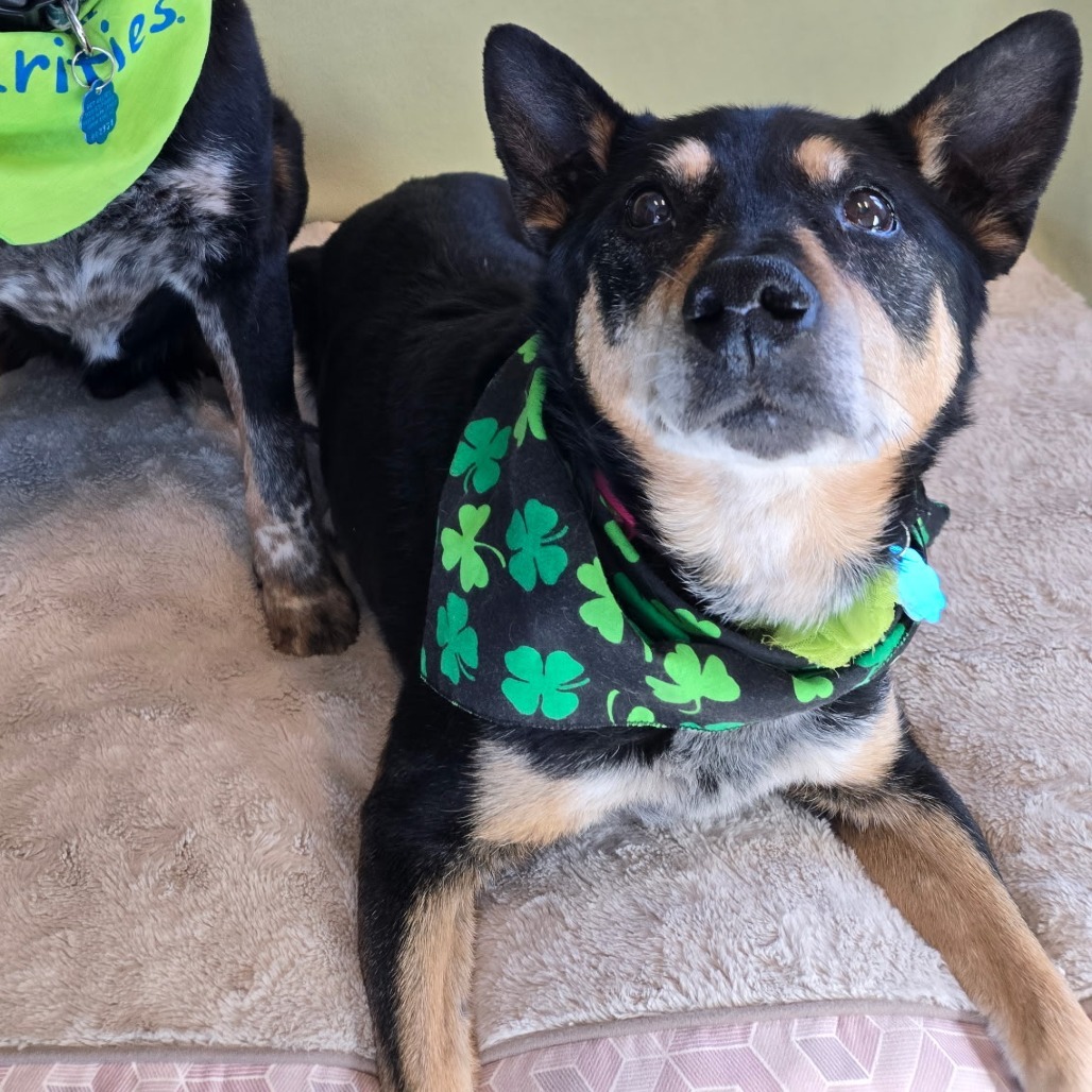 Gretchen, an adoptable Australian Cattle Dog / Blue Heeler in Show Low, AZ, 85901 | Photo Image 1
