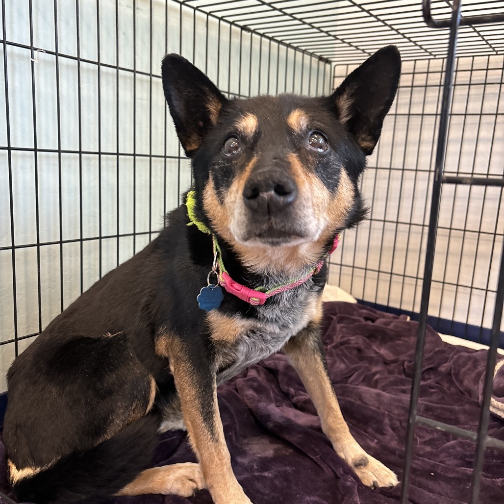 Gretchen, an adoptable Australian Cattle Dog / Blue Heeler in Show Low, AZ, 85901 | Photo Image 2