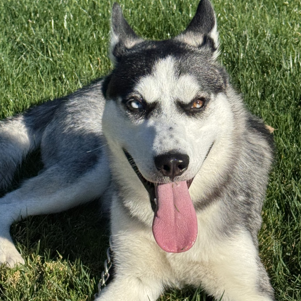 Snookie, an adoptable Husky, Mixed Breed in Grass Valley, CA, 95945 | Photo Image 1