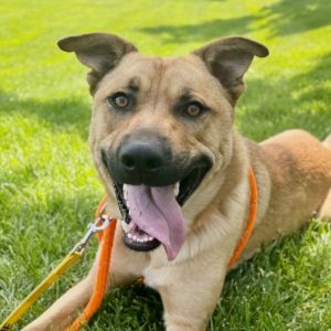 About me -Im a goofy guy with so much love to give -I cant wait to find a companion to