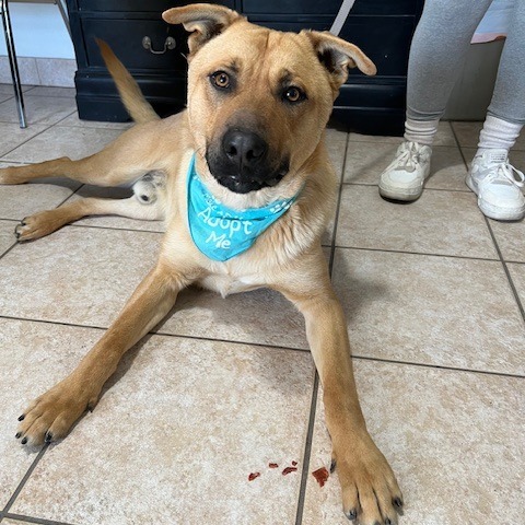 Christopher, an adoptable Mixed Breed in Spokane, WA, 99217 | Photo Image 2