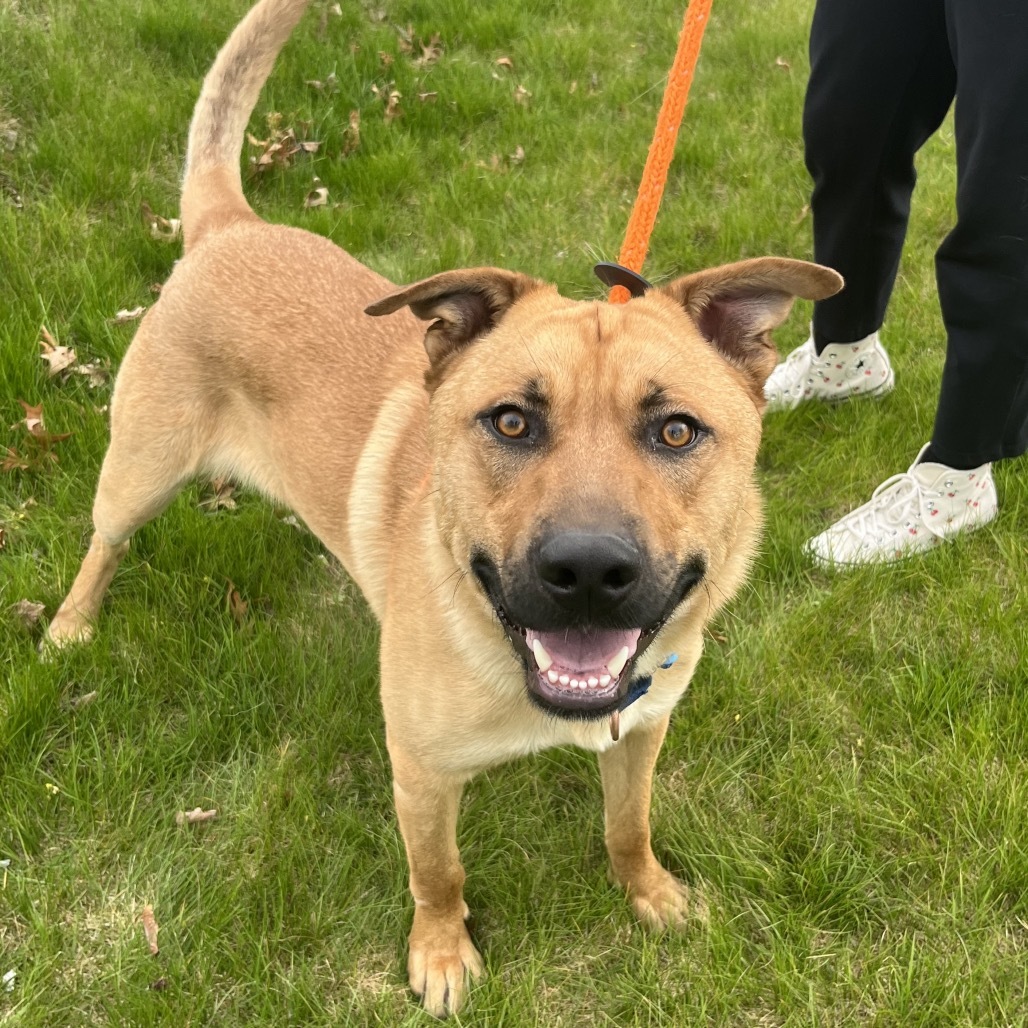 Christopher, an adoptable Mixed Breed in Spokane, WA, 99217 | Photo Image 3