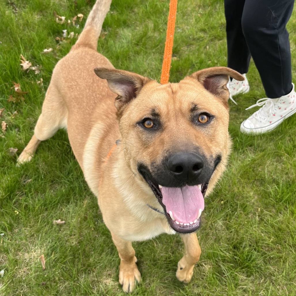 Christopher, an adoptable Mixed Breed in Spokane, WA, 99217 | Photo Image 4