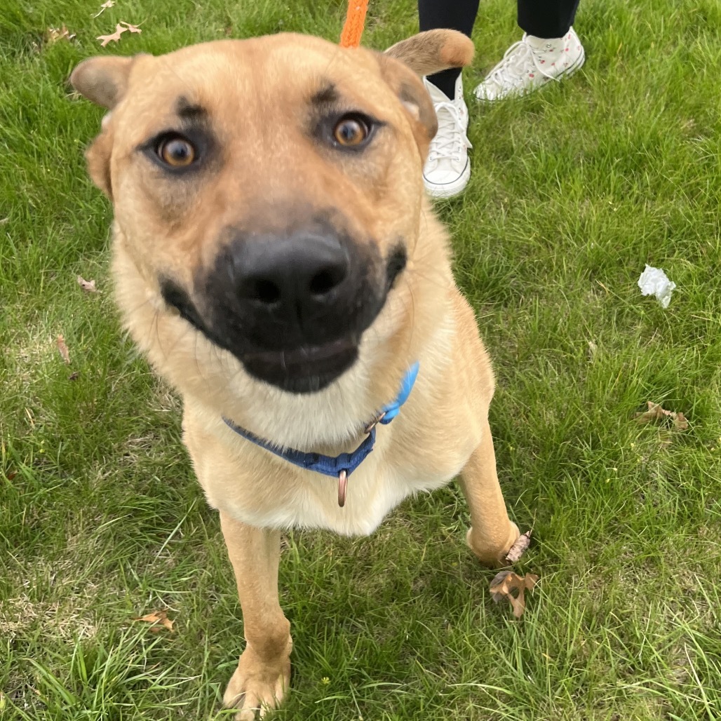 Christopher, an adoptable Mixed Breed in Spokane, WA, 99217 | Photo Image 5