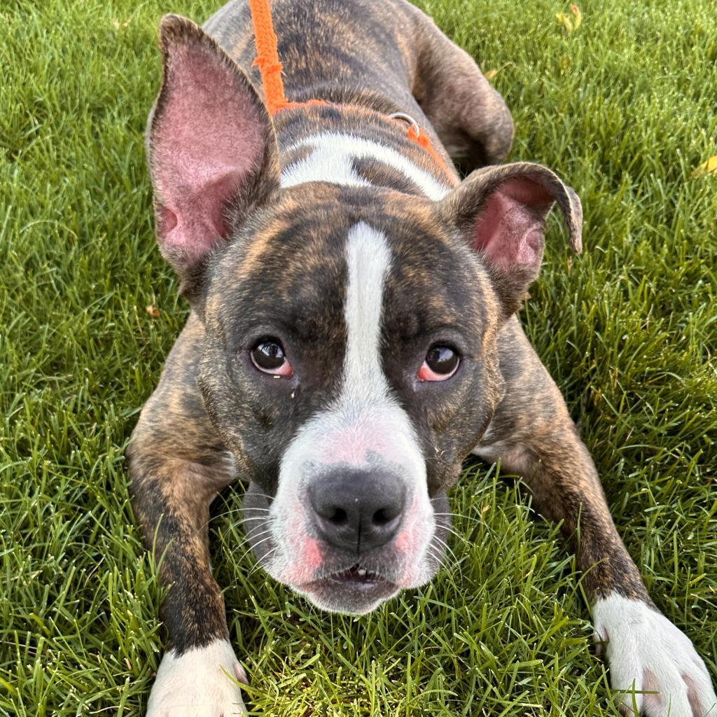 Lilly