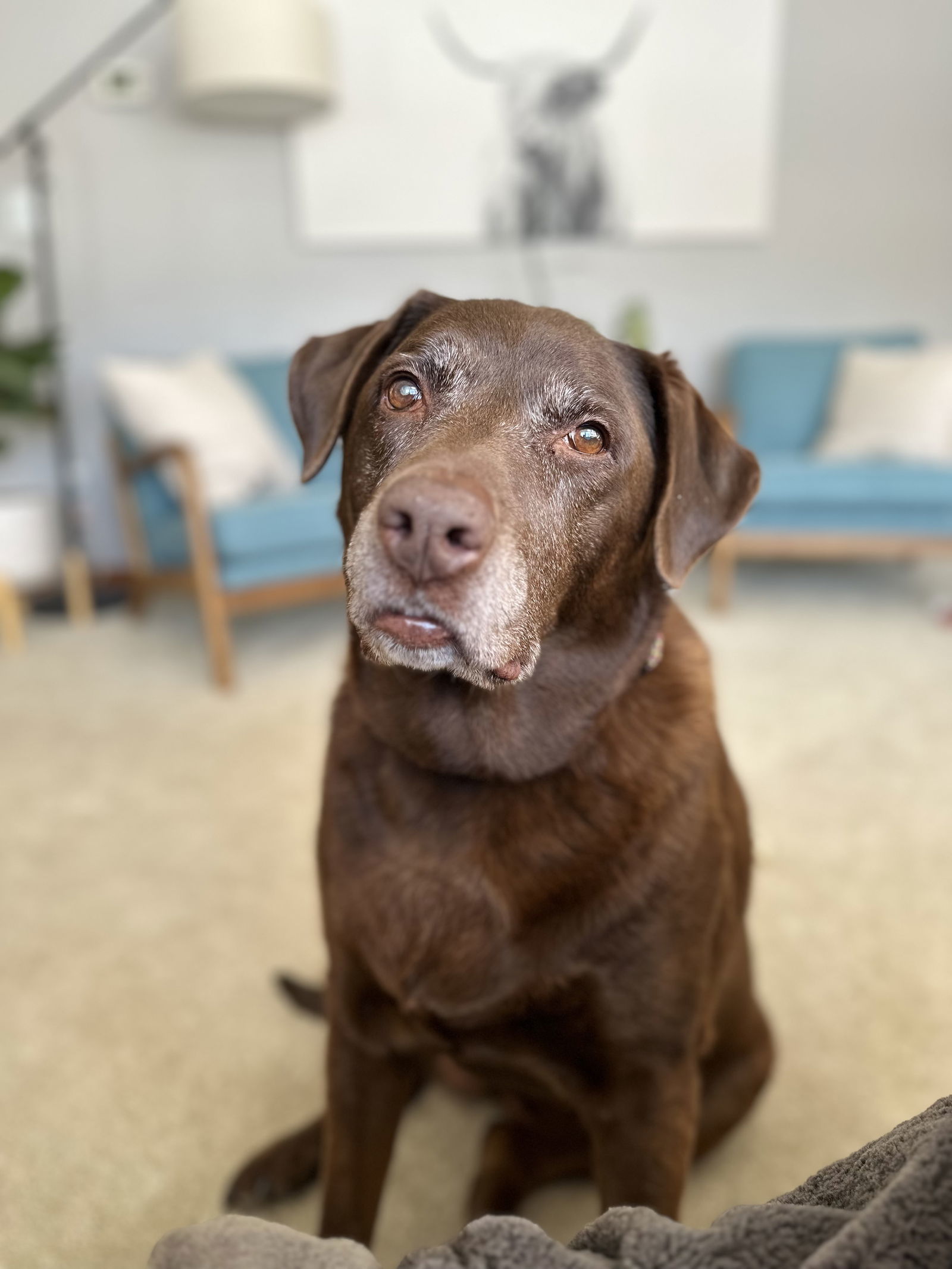 Gracie Lou, an adoptable Labrador Retriever in Estherville, IA, 51334 | Photo Image 1