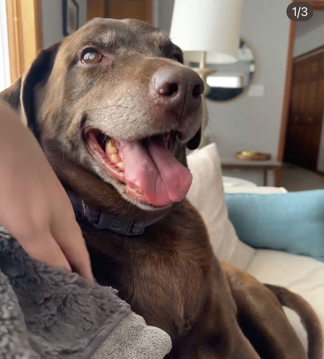 Gracie Lou, an adoptable Labrador Retriever in Estherville, IA, 51334 | Photo Image 2
