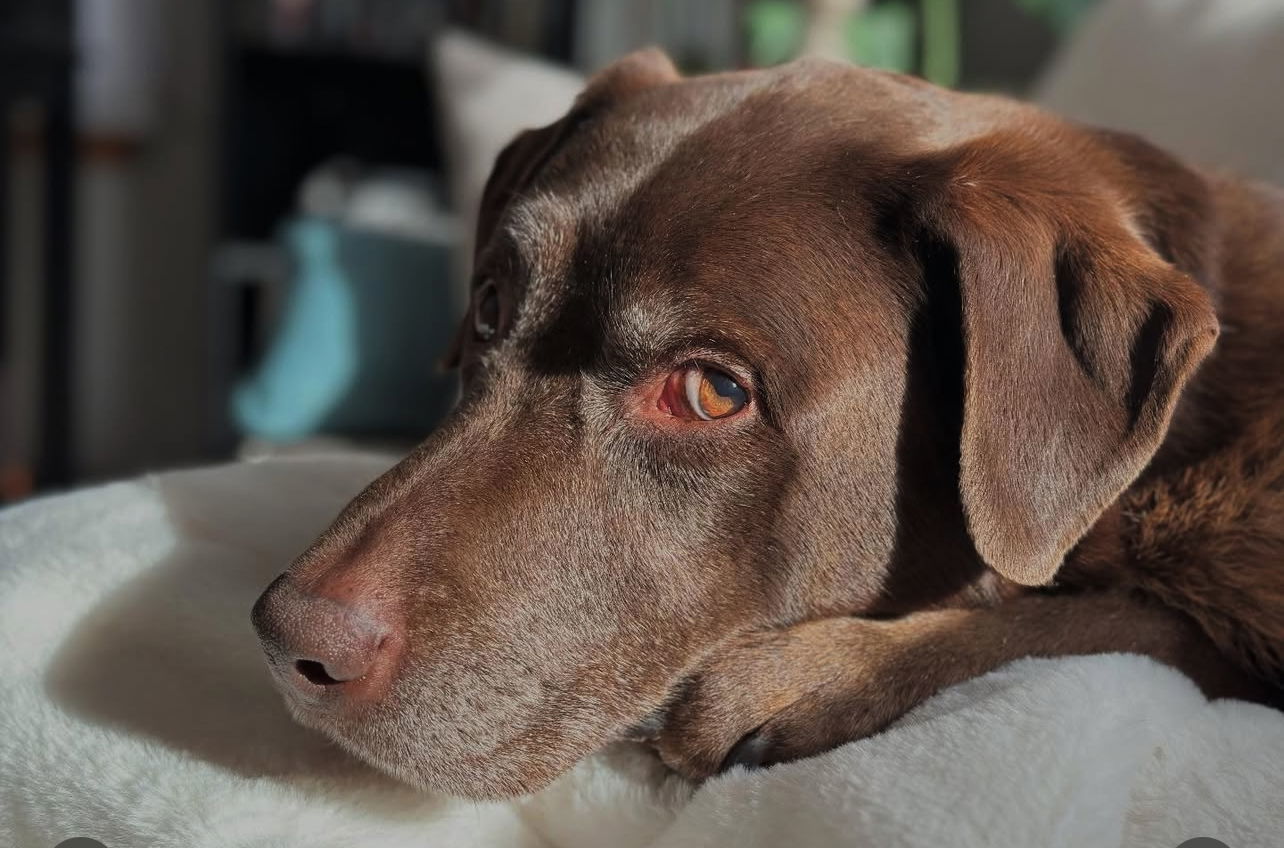 Gracie Lou, an adoptable Labrador Retriever in Estherville, IA, 51334 | Photo Image 3