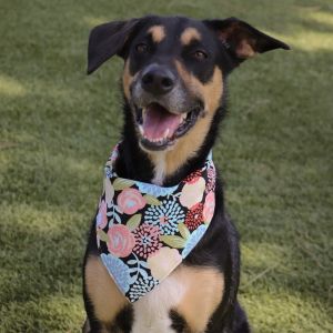 Ella(C000-643)- City of Industry Location, Adult Female Doberman Pinscher