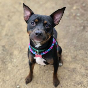 Vedante - City of Industry Location, Young Male Manchester Terrier