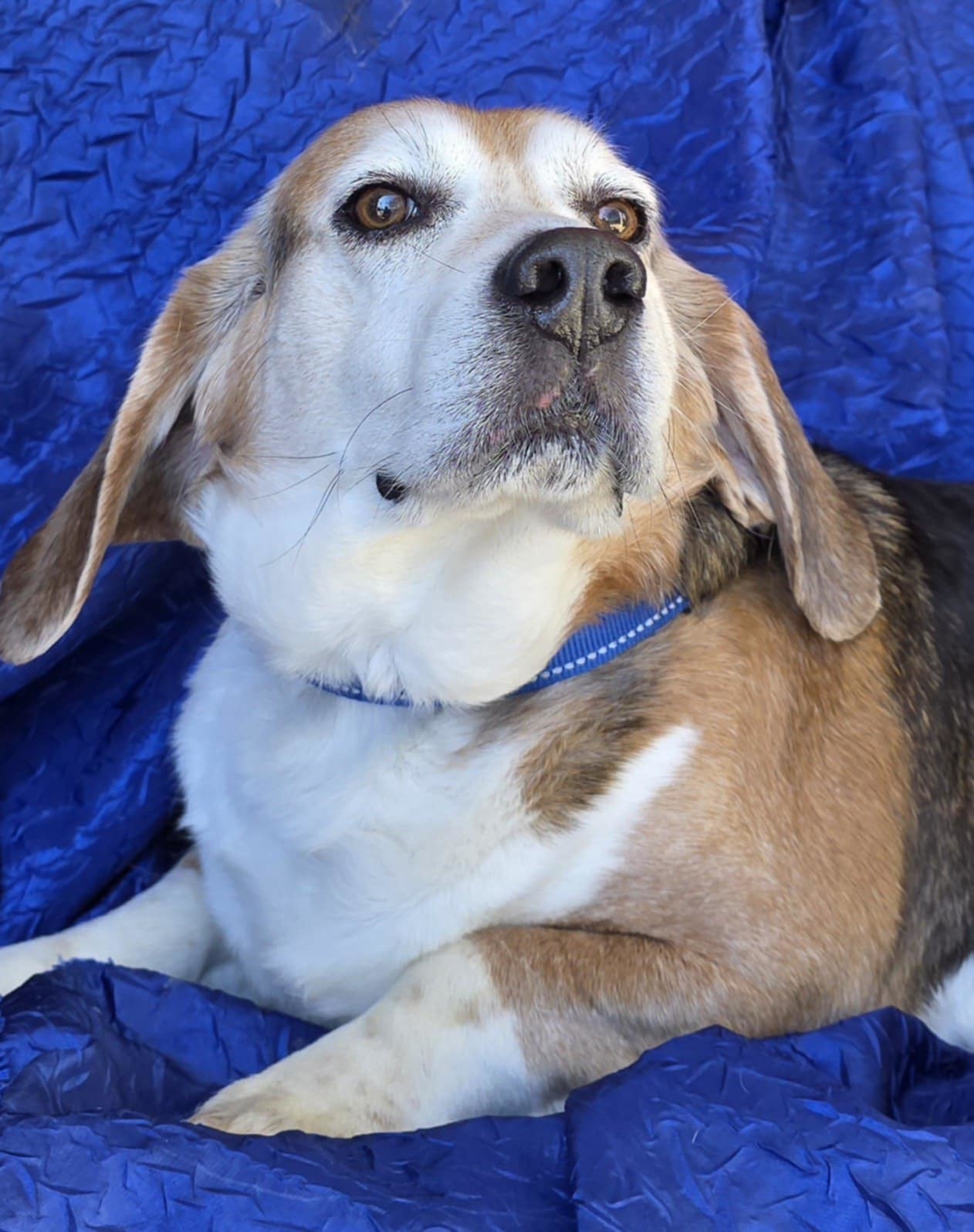 Ace The Adorable Beagle!