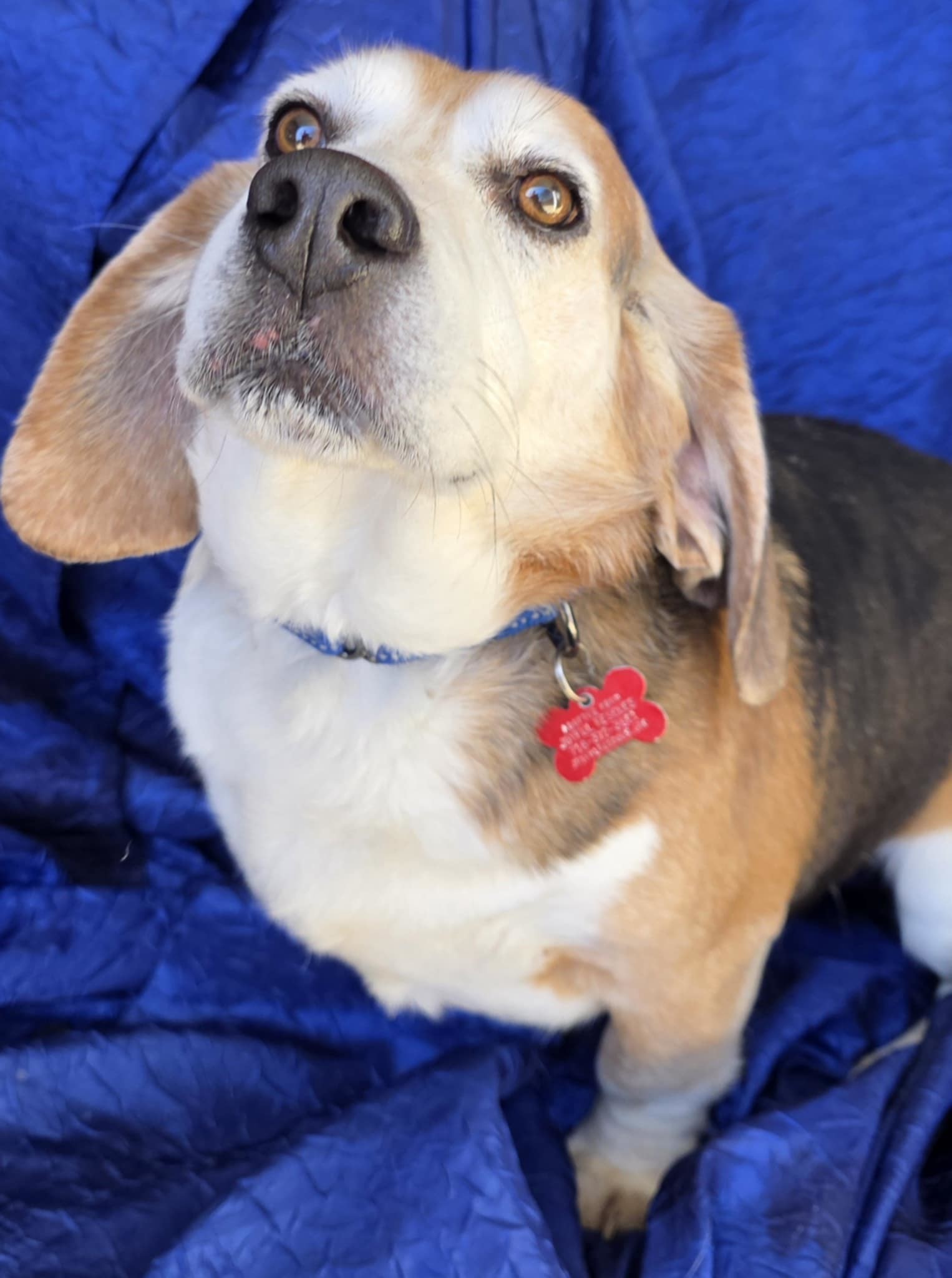 Ace The Adorable Beagle!