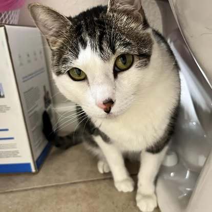 Harley, an adoptable Domestic Short Hair in Pottsboro, TX, 75076 | Photo Image 1