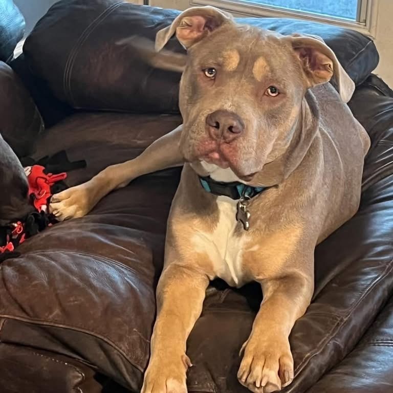 Gator (Dallas)