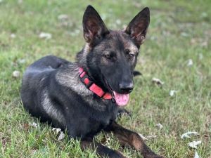 Indy Anna (Jones) (BMSR), Adult Female German Shepherd Dog