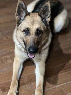 Sandy (SGSR), Adult Female German Shepherd Dog