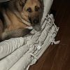 Sandy (SGSR) photo 2
