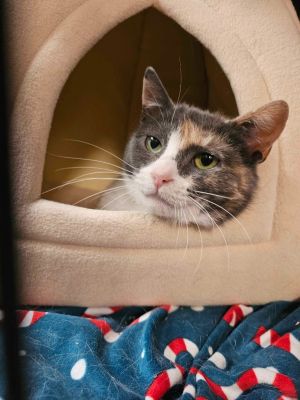 Willow, Adult Female Domestic Short Hair