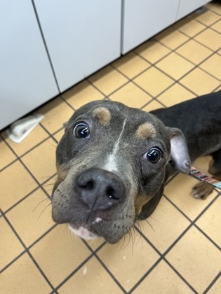 Pumba