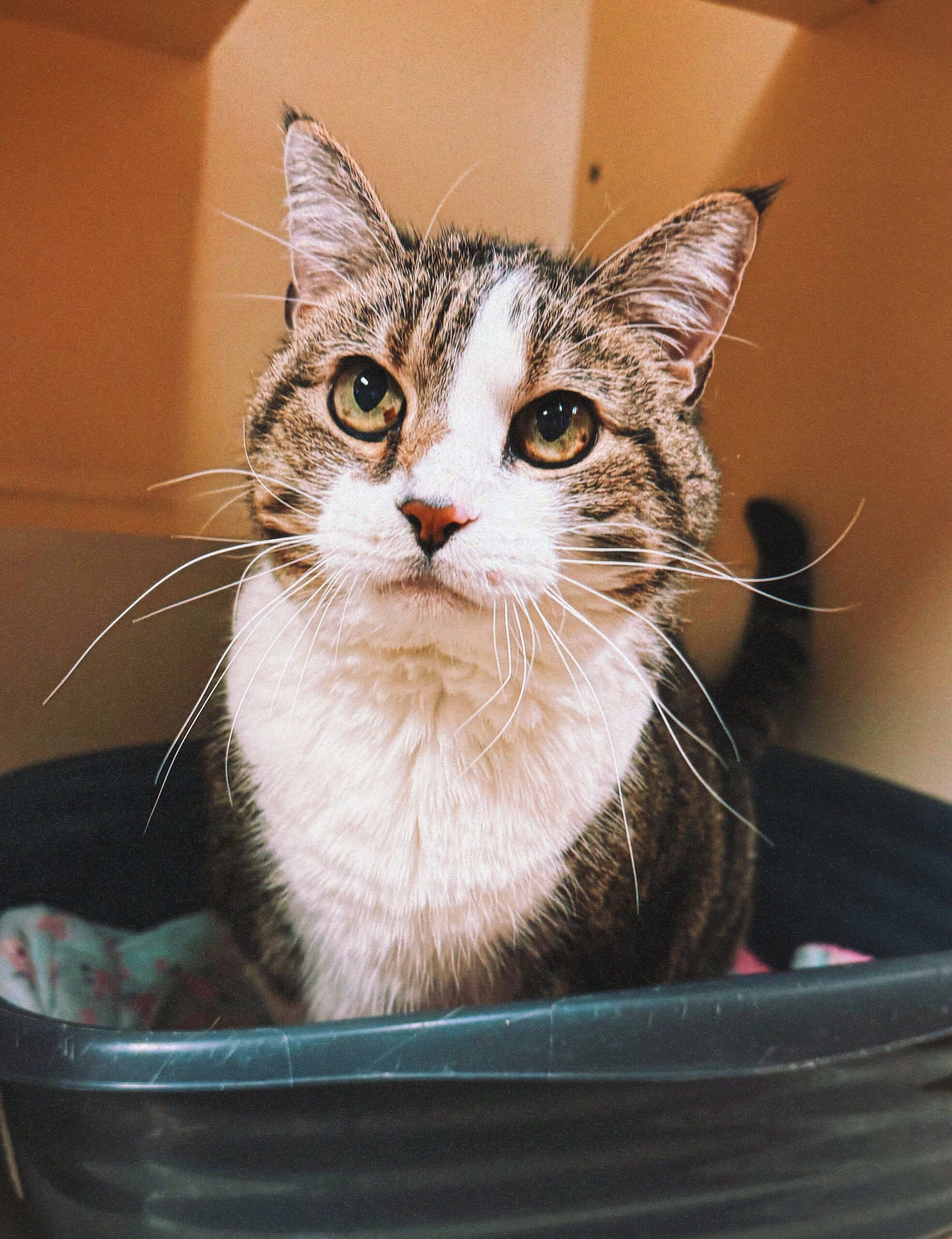 Buttons, an adoptable Domestic Short Hair in Hays, KS, 67601 | Photo Image 1