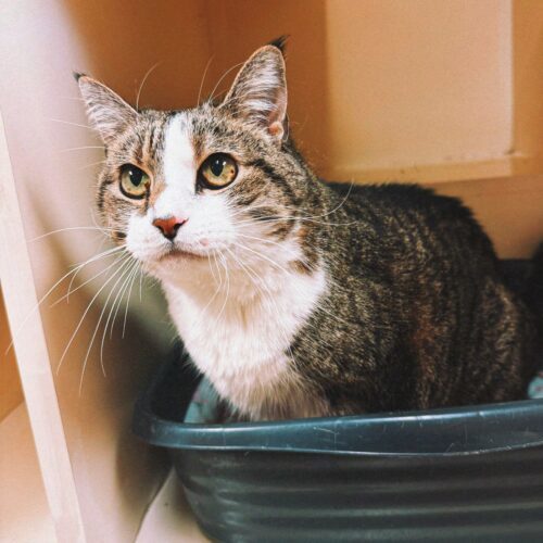 Buttons, an adoptable Domestic Short Hair in Hays, KS, 67601 | Photo Image 2