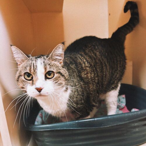 Buttons, an adoptable Domestic Short Hair in Hays, KS, 67601 | Photo Image 3