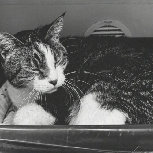 Buttons, an adoptable Domestic Short Hair in Hays, KS, 67601 | Photo Image 4
