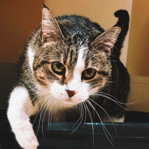 Buttons, an adoptable Domestic Short Hair in Hays, KS, 67601 | Photo Image 5