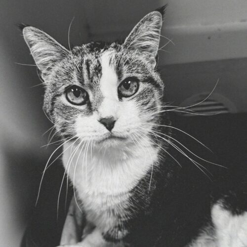 Buttons, an adoptable Domestic Short Hair in Hays, KS, 67601 | Photo Image 6
