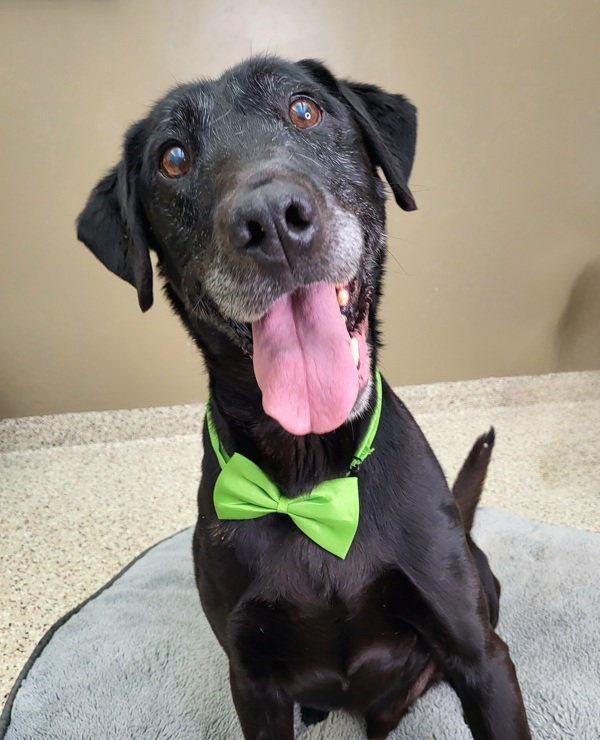 Nash 43511, an adoptable Labrador Retriever in Pocatello, ID, 83205 | Photo Image 1