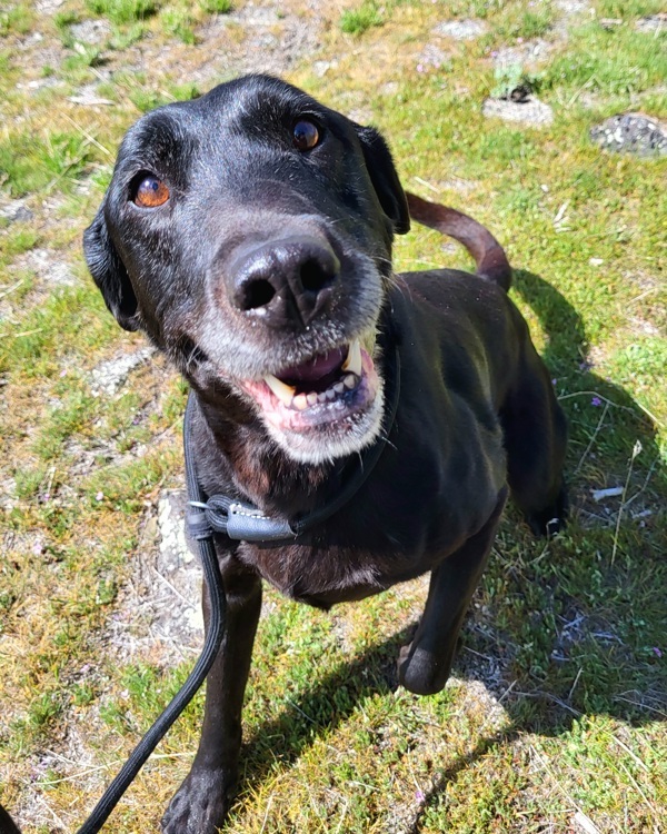 Nash 43511, an adoptable Labrador Retriever in Pocatello, ID, 83205 | Photo Image 2