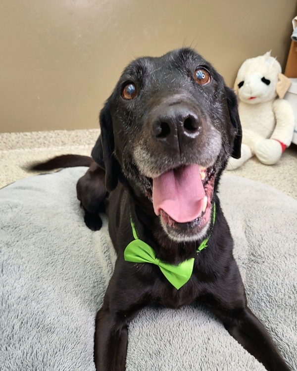Nash 43511, an adoptable Labrador Retriever in Pocatello, ID, 83205 | Photo Image 3