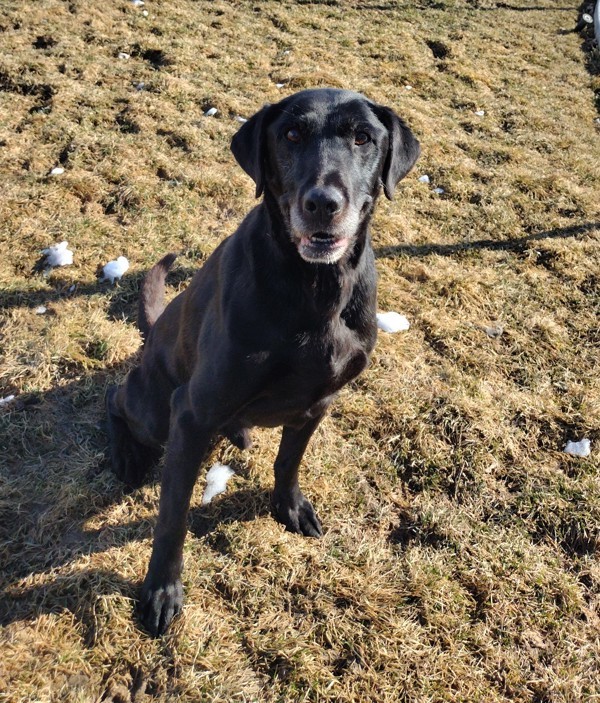 Nash 43511, an adoptable Labrador Retriever in Pocatello, ID, 83205 | Photo Image 4
