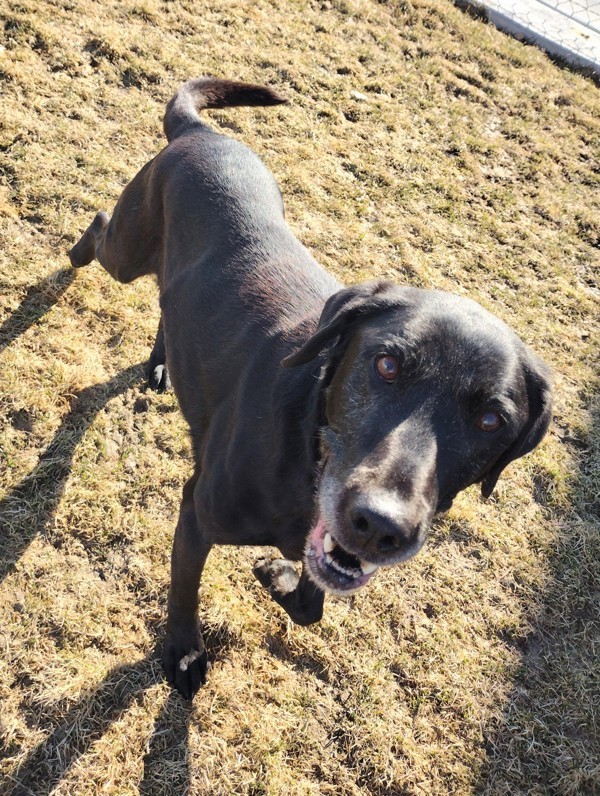 Nash 43511, an adoptable Labrador Retriever in Pocatello, ID, 83205 | Photo Image 5