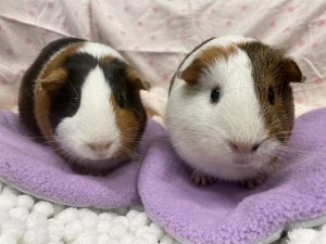 Cassie, Young Female Guinea Pig