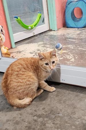 Osage, Young Male Domestic Short Hair