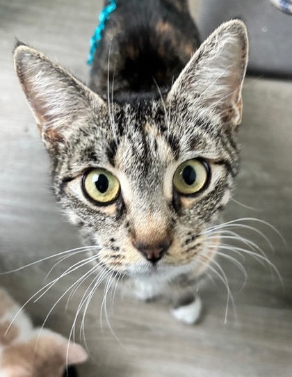 Fiona, an adoptable Domestic Short Hair in Port Saint Joe, FL, 32456 | Photo Image 1
